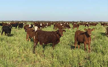Foto-de–campo_11